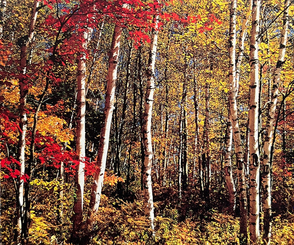Unknown Artist : Relax With... Autumn Symphony (Enhanced With Music) (CD, Album)