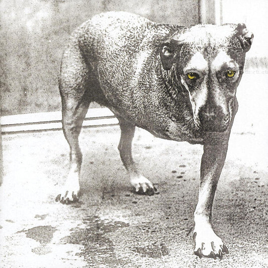 Alice In Chains : Alice In Chains (CD, Album, RP)